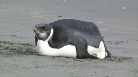 stakeholder interview icebreaker fat penguin